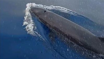 بوتوكول علاجي لإنقاذ حياة دولفين بحري في الغردقة