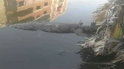 صياد يصطاد تمساح بدلًا من السمك بترعة شربين.. شاهد