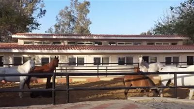 المفوضية الأوروبية تعتمد محجر بيطري الشرطة لتصدير الخيول إلى دول الاتحاد الأوروبي