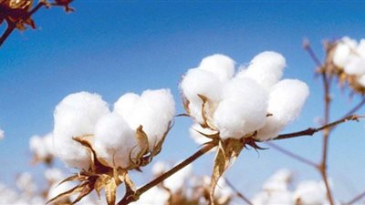 8 معلومات عن قطن 