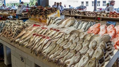 أسعار الأسماك اليوم.. والبوري بـ40 جنيها