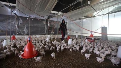 إنفلونزا الطيور تُشعل أسوأ أزمة في أوروبا