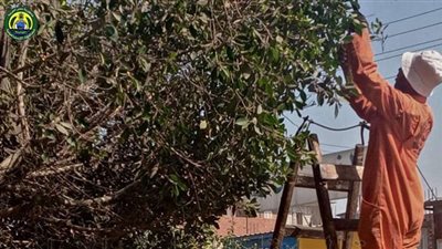 نشاط مُكثَّف لجهاز التطوير و التجميل بالتعاون مع حي ثان الإسماعيلية