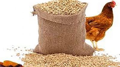 نيران الأعلاف تكوي الدواجن .. وإنفراجة قادمة