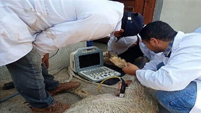 بيطري الشرقية يُجري المسح التناسلي الشامل والتلقيح الإصطناعي لـ 4795 رأس ماشية