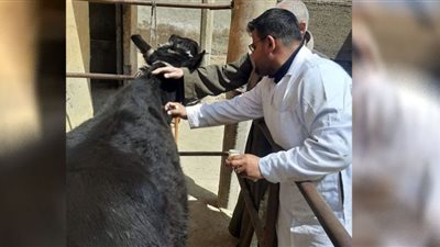 تحصين 80 ألف 600 رأس ماشية المواجهة الحمى القلاعية والوادي المتصدع