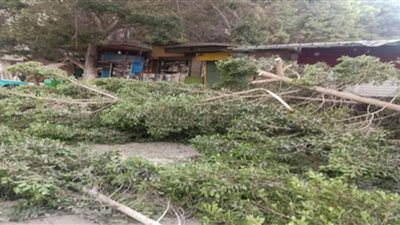 شجرة تعرقل المرور على طريق طنطا - بسيون