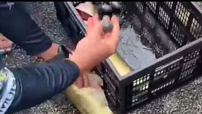 اكتشاف أذكي خدعة في مسابقة صيد الأسماك بولاية أوهايو