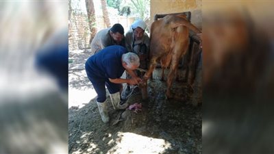 تحصين 40 الف من الثروة الحيوانية ببني سويف