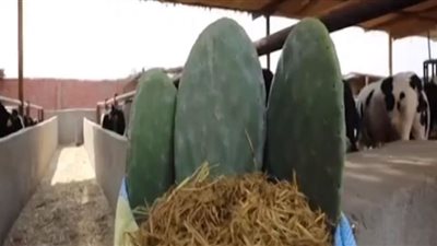 تفاصيل مشروع إنتاج الأعلاف من التين الشوكي (فيديو)