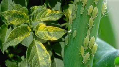 أمراض النباتات