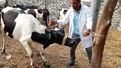 إنطلاق الحملة القومية لتحصين الماشية ضد الطاعون بالغربية