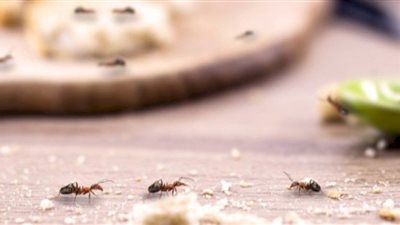 وصفة النعناع لطرد الحشرات في الصيف