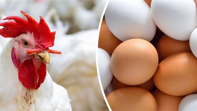 انخفاض سعر الدواجن واستقرار سعر كرتونة البيض