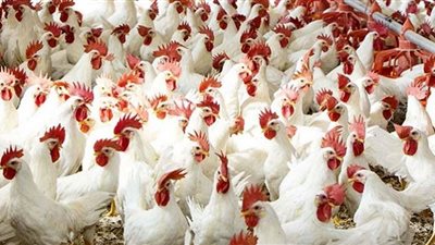 ارتفاع طفيف في أسعار الدواجن بالأسواق اليوم الجمعة