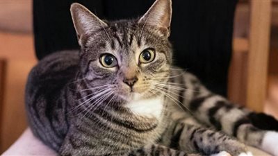 علماء يكشفون بداية ترويض الإنسان للقطط