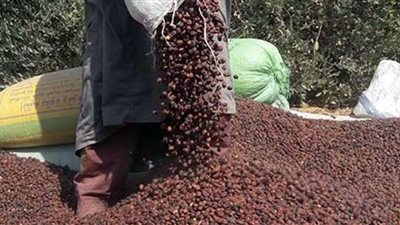 نقيب الزراعين بالإسكندرية يتفقد حصاد محصول