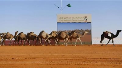 خدمات مميزة يقدمها مهرجان الإبل للجالية المصرية بالسعودية