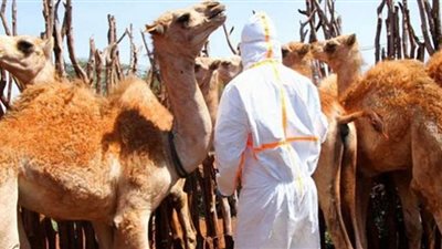 أنفلونزا الإبل تحصد أرواح 12% من الإصابات البشرية| فيديو