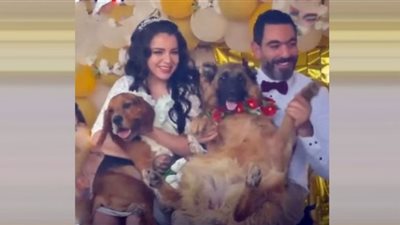 حفل زفاف في ملجأ كلاب يُثير ضجة| شاهد