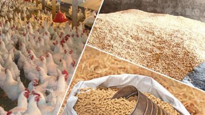 الزراعة: توفير مليون و250 ألف طن أعلاف خلال شهر