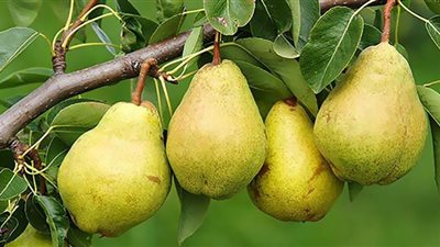 فوائد تناول الكمثرى.. مرضى السكرى يحترسون