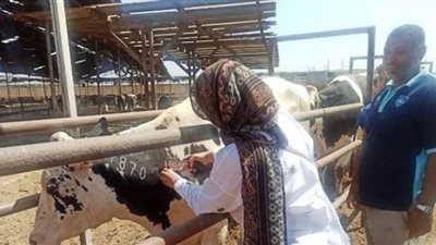 بيطري الشرقية يفحص 1918 رأس ماشية ضد البروسيلا وضد السل البقري