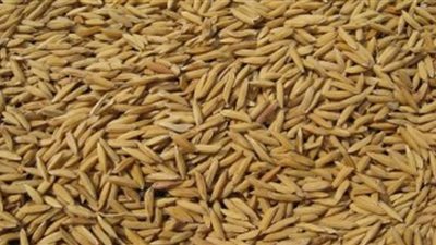 ضبط 52 قضية تهريب أرز شعير