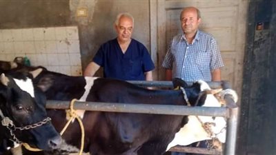 تحصين 94 ألف من الثروة الحيوانية ببني سويف ضد الحمى القلاعية