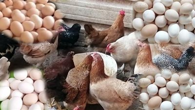 انفراجة في أسعار البيض والدواجن.. وزير الزراعة يزف بشرى سارة