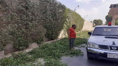 حملة قص وتهذيب الأشجار بطريق مصر أسوان ومداخل مدينة دشنا