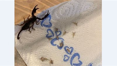 ظهور 18 عقربًا في حقيبة سيدة عائدة من كرواتيا