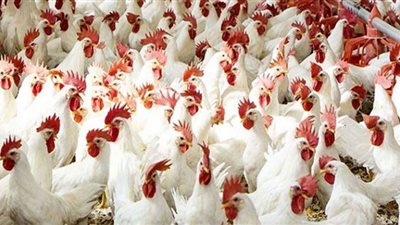 أسعار الدواجن اليوم الإثنين