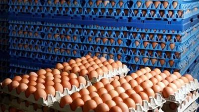 أسعار البيض على حسب مسمياته اليوم الإثنين