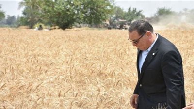 الشرقية: توريد 630000 طن قمح منذ بدء الموسم