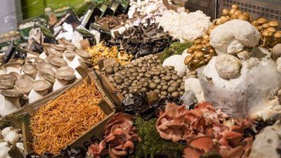 فطر يحميك من خطر الإصابة بالسرطان