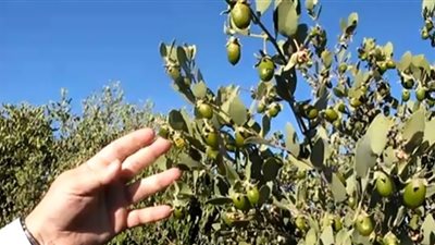 نبات الجوجوبا 