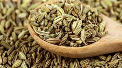 الشمر نبات صغير فوائدة كبيرة