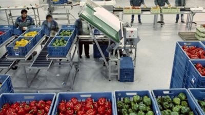 برلمانى يطالب الحكومة بالإعلان عن خطتها لفتح أسواق جديدة لتصدير المحاصيل