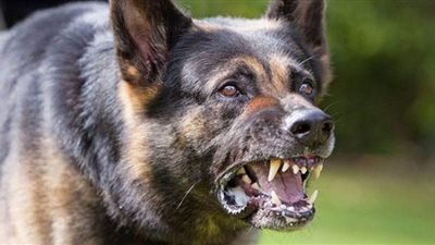 كلب مسعور يعقر فتاة وطفلين في قنا