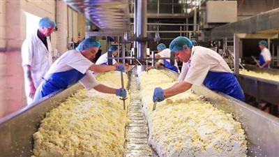 غدًا الخميس.. افتتاح المهرجان الاول للجبن في حديقة الأورمان بالجيزة