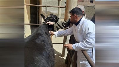 تحصين 100 ألف من الثروة الحيوانية في بني سويف