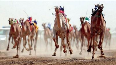 مهرجان ولي العهد للهجن منافسة عالمية وجوائز ضخمة (فيديو)