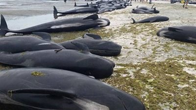 نفوق مئات الحيتان علقت على شاطئين نائبين في نيوزيلندا