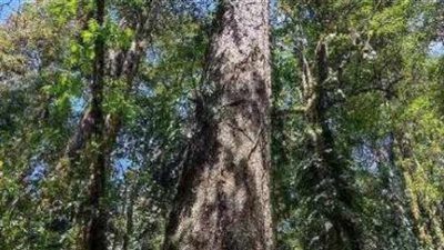 بيانات تكشف ارتفاع أطول شجرة في الصين