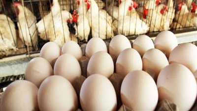 أسعار بورصة البيض صباح اليوم السبت