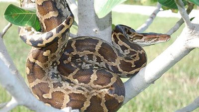 لحظات مرعبة لاصطياد الثعابين البورمية.. شاهد