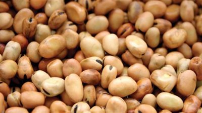 أكل الفقراء في خطر.. سعر الفول اليوم السبت عند التاجر