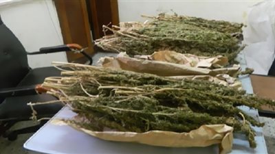 خلال حملات مكبرة.. ضبط 311 كيلو من البانجو المخدر