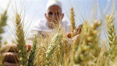 تعرف إنتاج مصر من القمح خلال عام 2020-2021